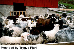 A herd of multicolored Old Norwegian sheep in a pen.