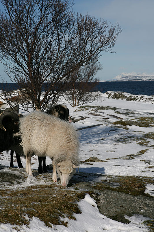 A group of black and white Old Norwegian Sheep in the snow.