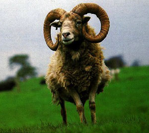 A brown Orkney sheep with long horns standing in the grass.