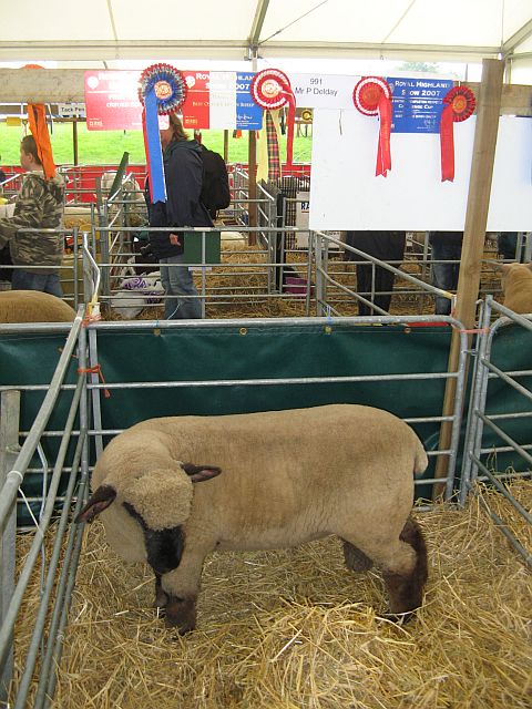 A black and white Oxford sheep in a pen.