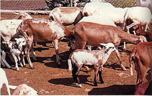 A herd of brown and white Pelibuey sheep in a pen.