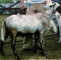 A black and white speckled Pelibuey sheep.