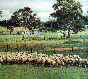 A herd of white Perendale sheep in a green pasture.