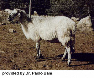 A white, shaggy Pinzirita sheep standing in the dirt.