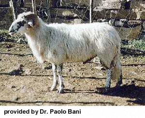 A white Pinzirita ram with a black and white speckled face.