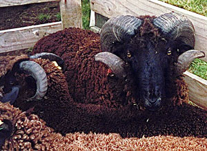 A dark brown Pitt Island ram with curled horns laying down.