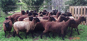 A herd of brown Pitt Island sheep in a pen.