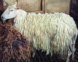 A white, long-wooled Pitt Island sheep.