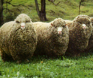 Three white Polwarth sheep with long, thick wool.