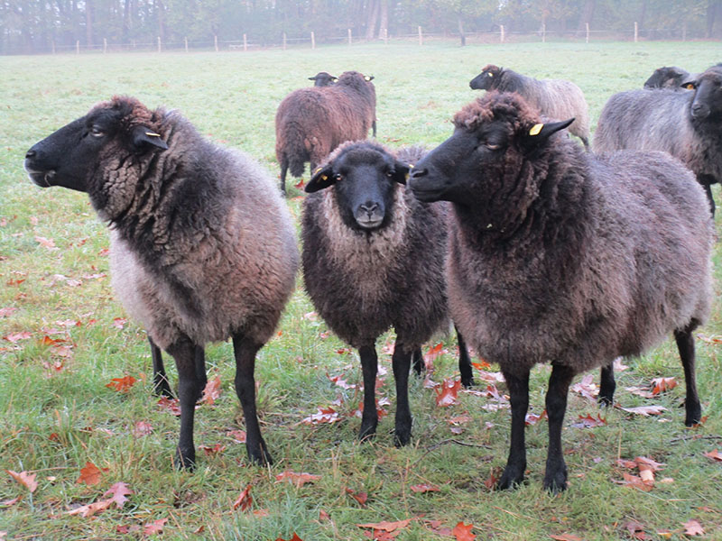 A group of gray and black Pomeranian Coursewool sheep.