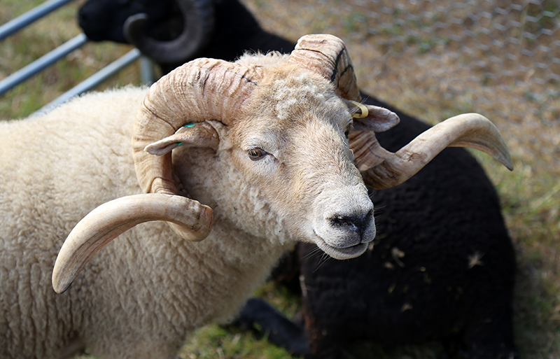 A white Portland sheep with long curled horns.