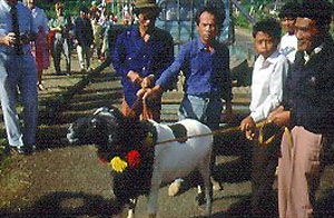 A black and white Priangan sheep being walked down a street.