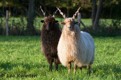 A black and a white Racka sheep with tall twisted horns standing in a field.