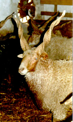 A upclose view of the head and horns on a white Racka sheep.