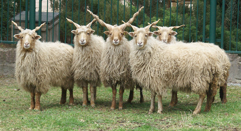 A herd of Racka sheep with long wool and tall twisted horns.