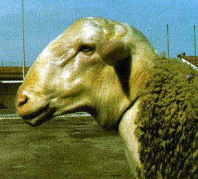 A closeup of the slick, shiny hair on a white Rasa Aragonesa sheep.
