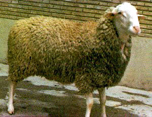 A fluffy, white Rasa Aragonesa sheep.