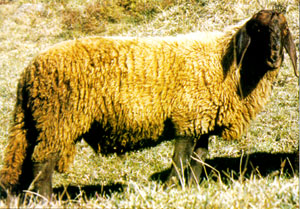A Red Engadine sheep with long ears and a long tail.