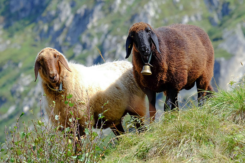 Two Red Engadine sheep with fluffy wool standing on a hill side.
