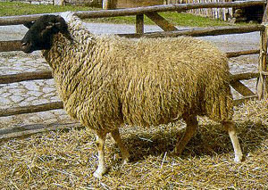 A fluffy Rhoenschaf sheep with white legs and a black face.