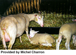 A white Rideau Arcott sheep and two lambs in a pen.