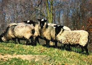 A herd of black and white Romanov sheep eating grass.