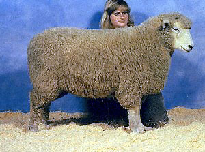 A stout, fluffy Romney show sheep.