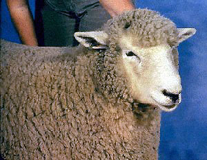 A closeup of the head of a Romney sheep.
