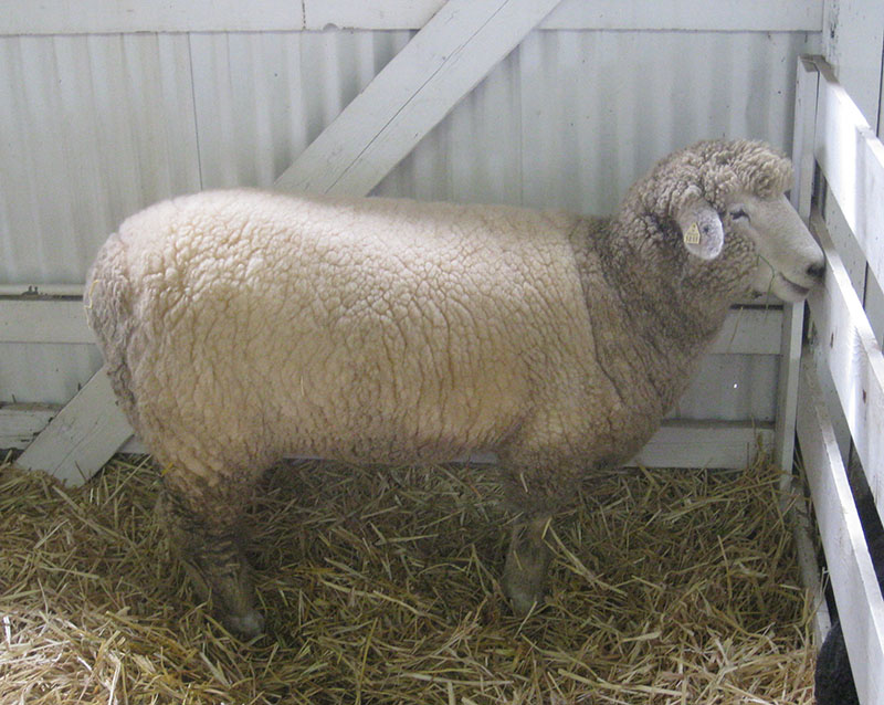 A white, fluffy Romney sheep in a pen.