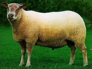 A large Rouge de l'Ouest sheep standing in the grass.