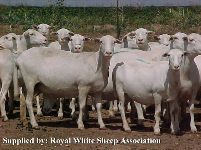 Royal White Sheep | Oklahoma State University