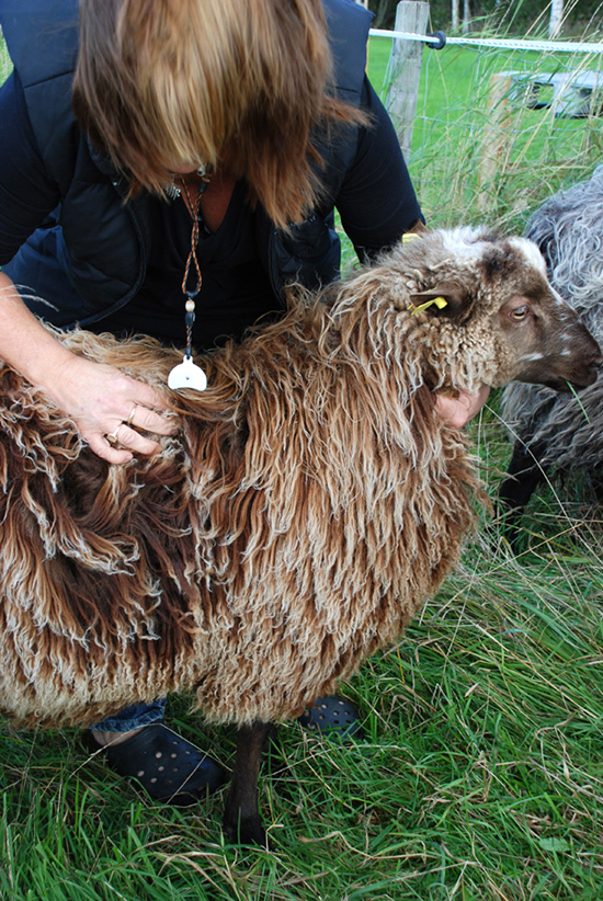 A brown, fluffy Rya sheep.