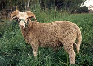A white Santa Cruz sheep with thick horns and a long tail standing in the grass.