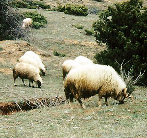 A herd of Sar Planina sheep eating grass in a field.