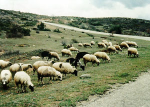 A herd of white and black Sar Planina sheep eating grass in a field.