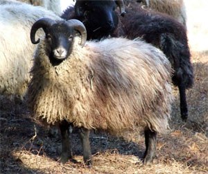 A white, long wooled Shetland ram standing in a herd.