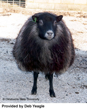 A fluffy black Shetland sheep with long wool.