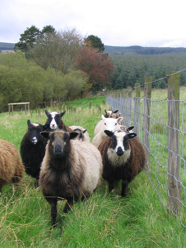 A herd of multicolored Shetland sheep in a pen.