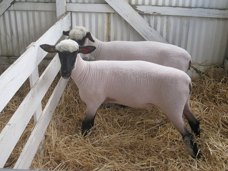Two white, shorn Shropshire sheep with black faces and legs.