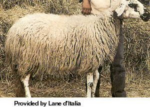 A Sicilian sheep with long, white wool standing in hay.