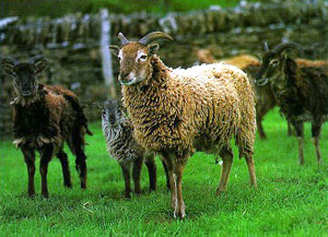A brown Soay sheep standing in front of a herd in a grass field.
