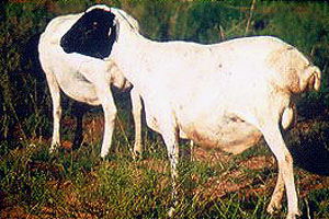 A white Somali sheep with a black head standing in the grass.
