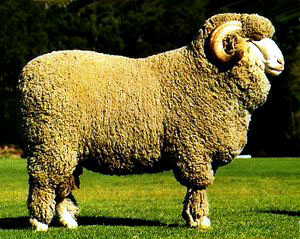 A stout, woolly South African Merino Ram standing in a field of grass.