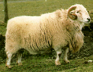 A white, fluffy South Wales Mountain sheep.