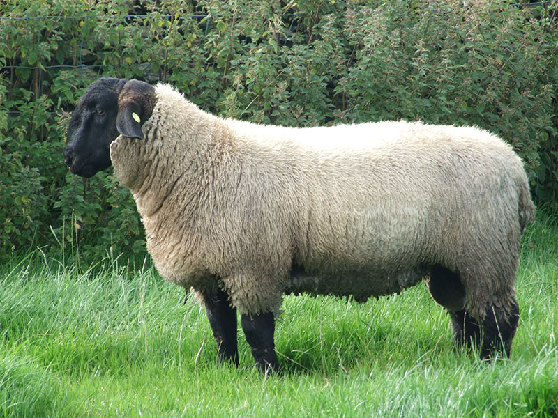 A stout South Suffolk ram with a white body and black face and legs.