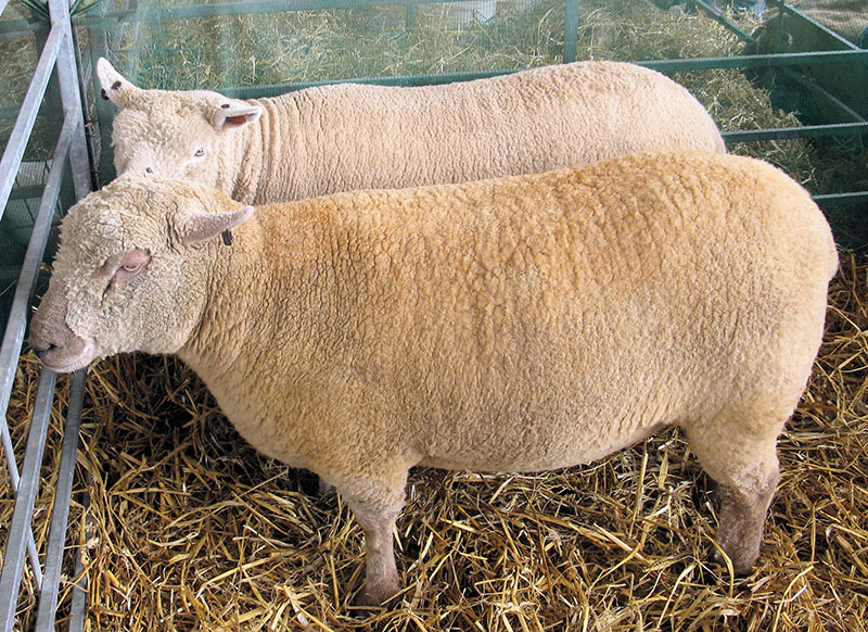 Two stout, white Southdown sheep in a pen.