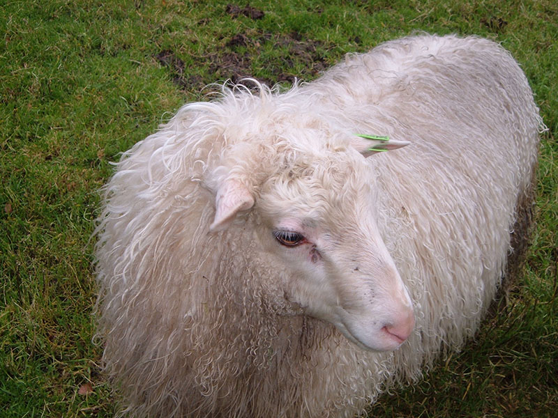A white, shaggy Spaelsau sheep.