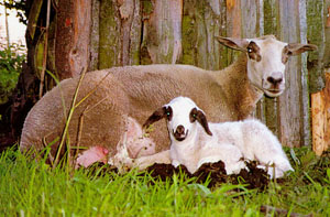 A brown Speigel ewe with her black and white lamb laying in the grass.