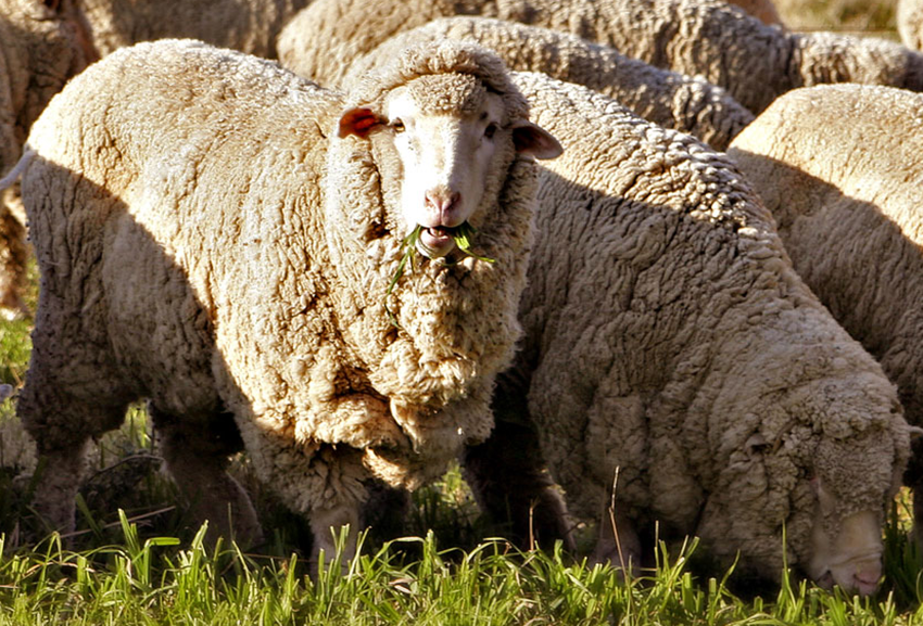 A herd of Strong wool merino sheep with long wool.