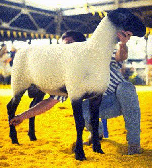 A tall Suffolk ram in a show pen.